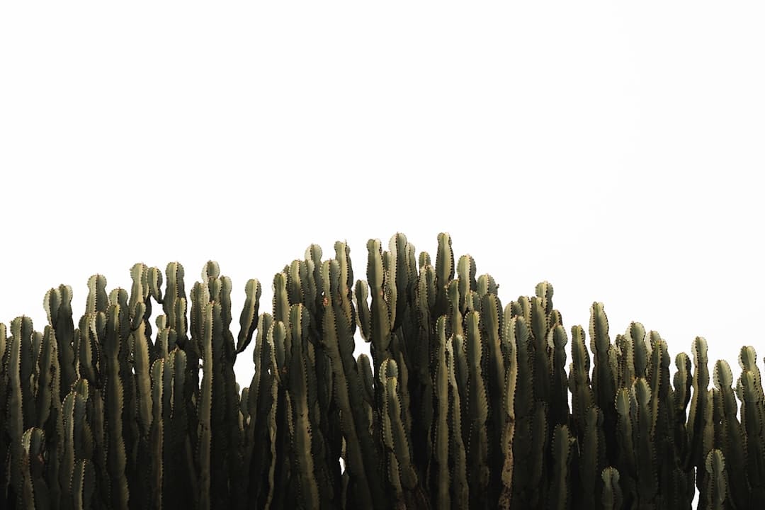 盖尔·加朵回应《白雪公主》票房惨败